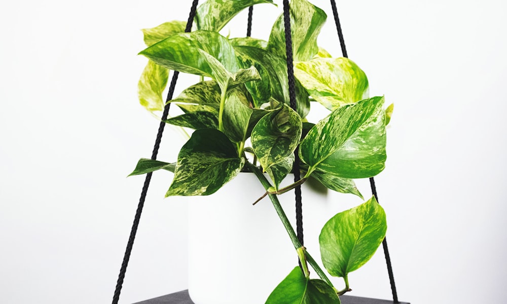 2026美加墨世界杯官方宣传图 - 足球运动员在星空下庆祝